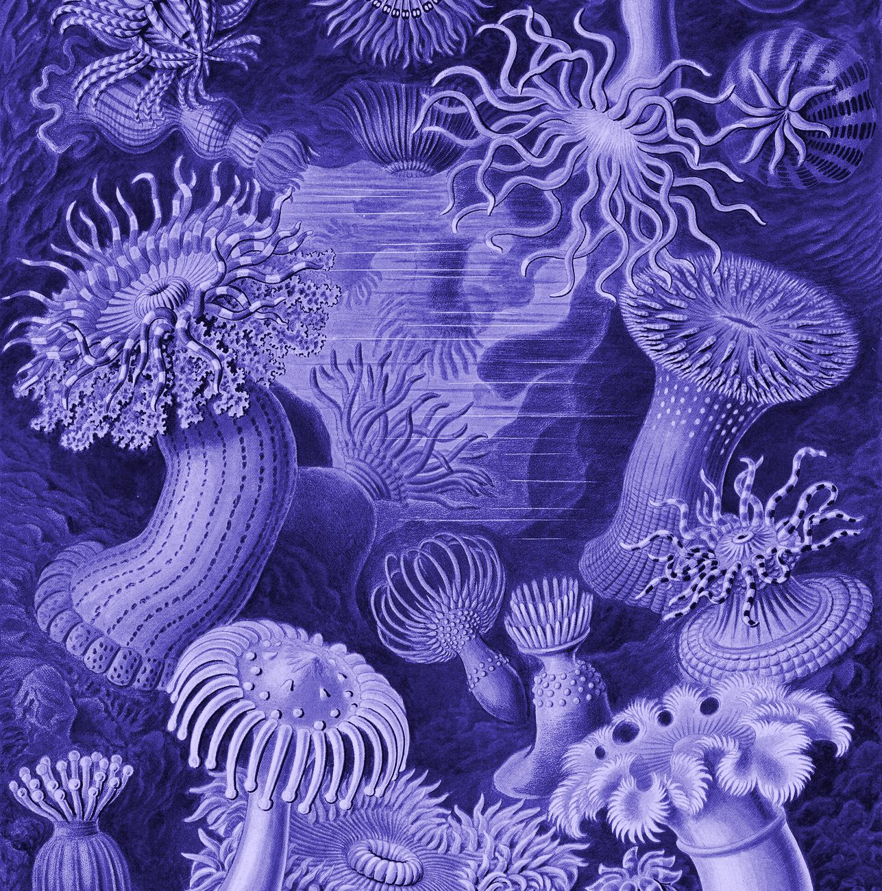 Sea anemones from Ernst Haeckel’s 1904 plates, tinted violet